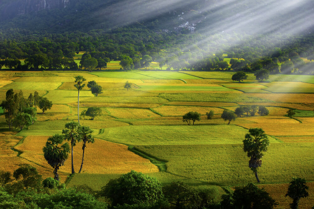 CẦN THƠ - AN GIANG -  CHÂU ĐỐC - TRÀ SƯ CHÙA TÀ PẠ - CÁNH ĐỒNG TÀ PẠ